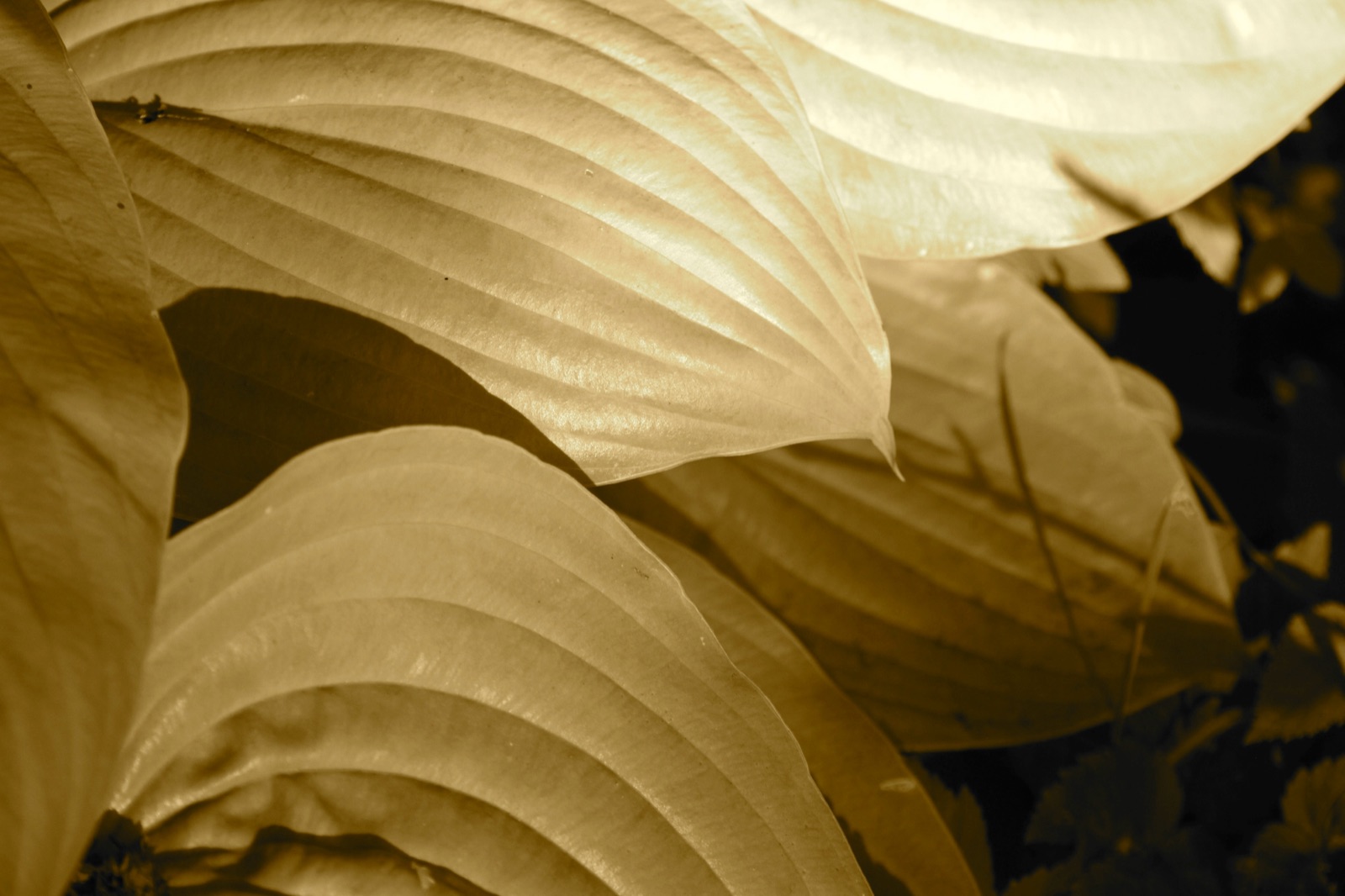 The same hosta leaves in sepia